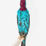 Cotinga cayana