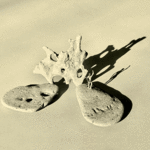 Un mundo sin nosotros #11