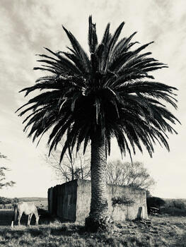 Lost Horizon under an endless sky