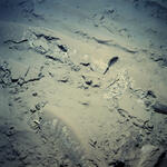 Y mientras los nódulos sueñan su núcleo se desprenden del sedimento