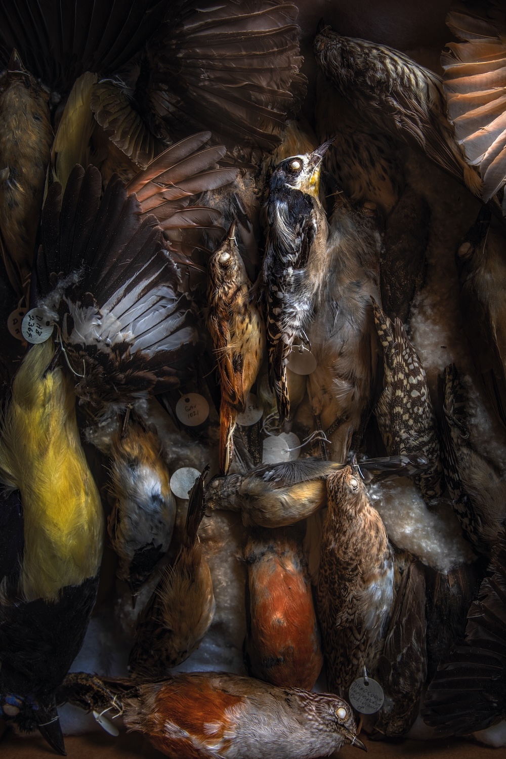 #152 Los Pájaros