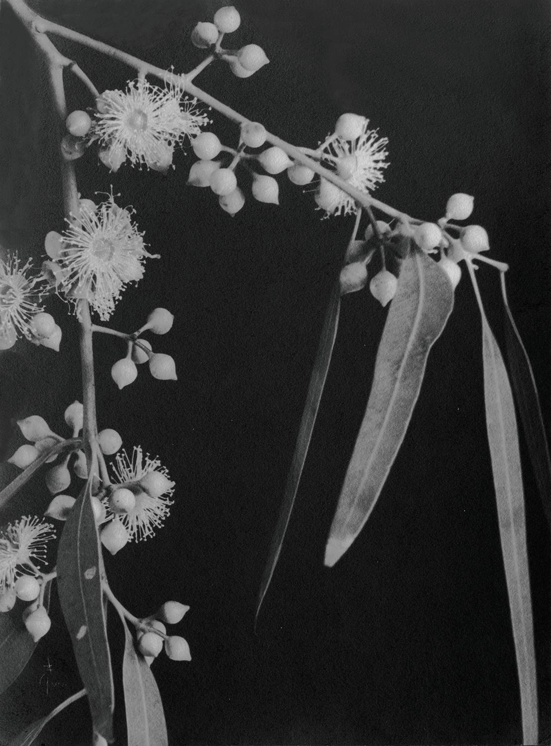 Eucalyptus rostrata