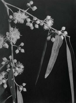 Eucalyptus rostrata