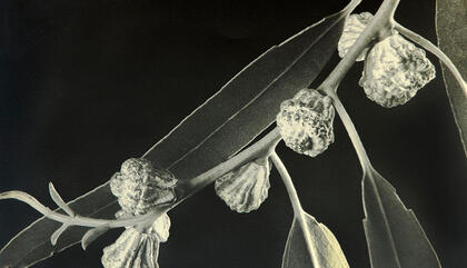 Artist Tribute | Anatole Saderman