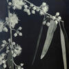 SADERMAN Anatole, Eucalyptus rostrata, ca 1934, Vintage gelatin silver print, V2415