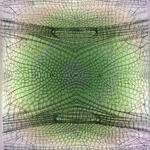 Libellulidae Orchithemis