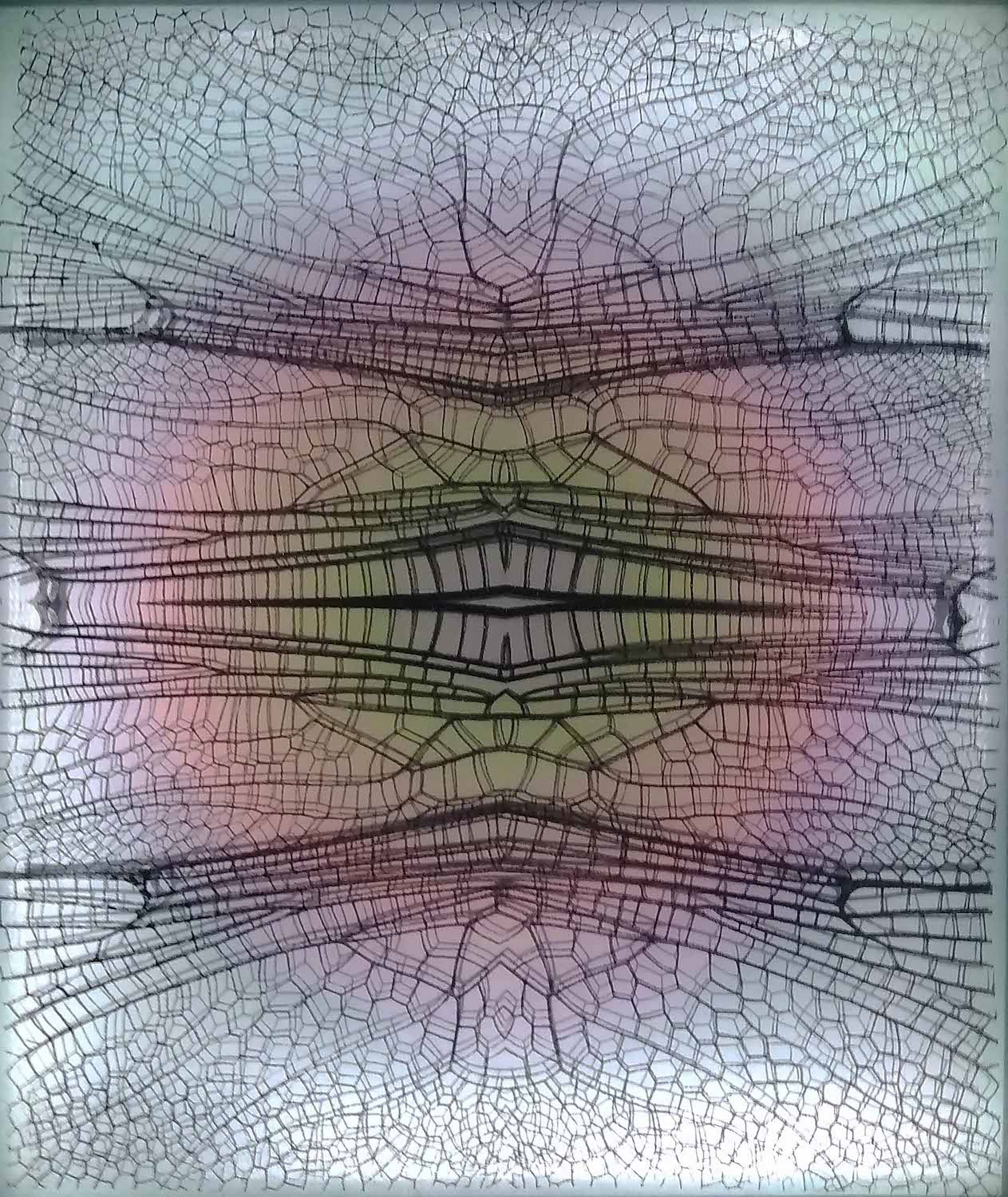 Libellulidae Orthemis