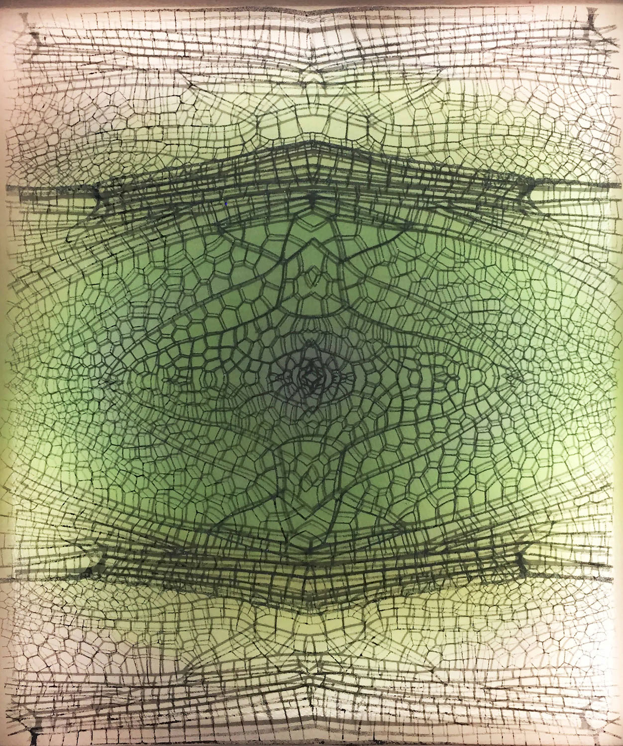 Libellulidae Oxythemis