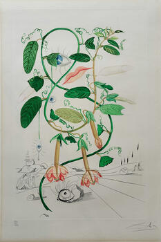  Cobea (Pisum Sensuale)