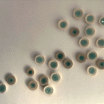 Acuifero Guarani Fósil