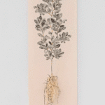 Growing from my roots / Creciendo desde mis raíces