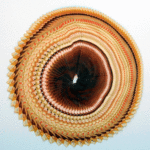 Anillos del tiempo (Circle of the times)