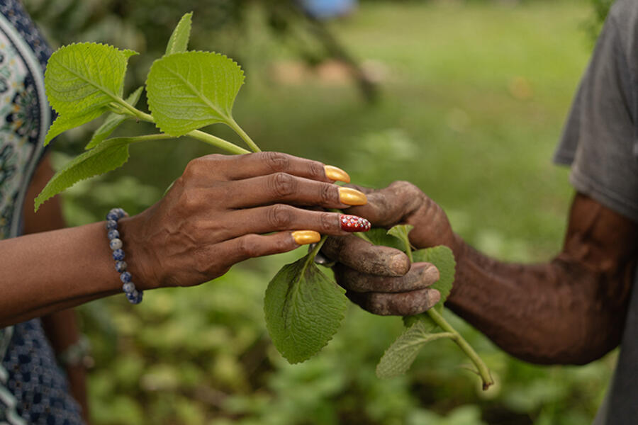The value of sovereignty in Mr. Brown’s garden, exhibition at the Interoceanic Canal Museum.
