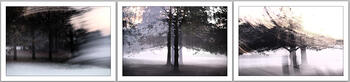 Bosque niebla