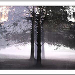 Bosque niebla