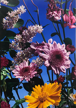 Flor de ligustro