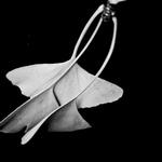 Gingko