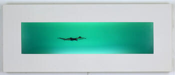 The Swimmers Series