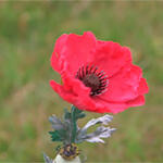 Amapola
