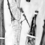 Archivo Herbario de Karaguata