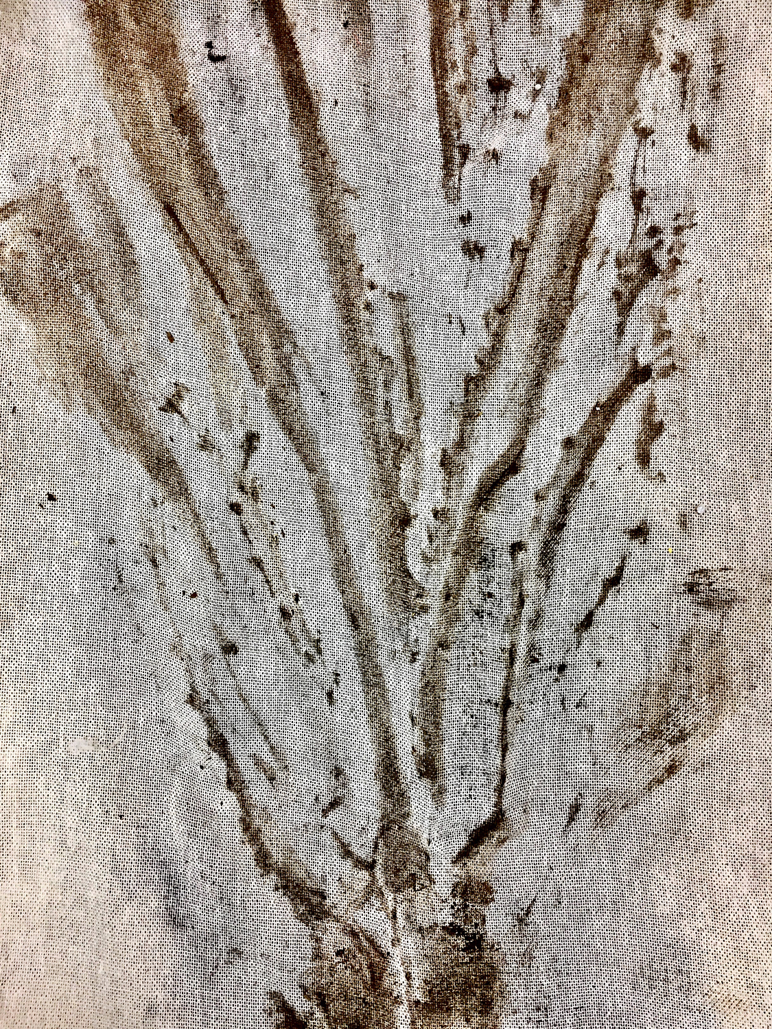 Archivo Herbario de Karaguata