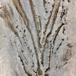 Archivo Herbario de Karaguata